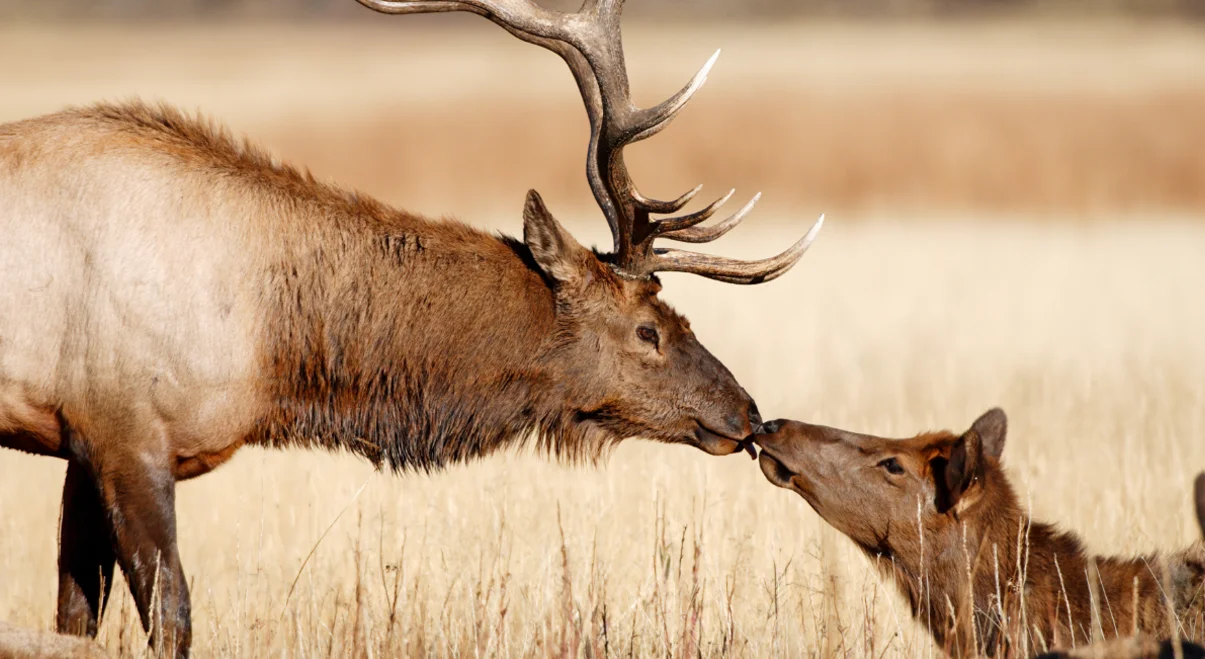 elks in field