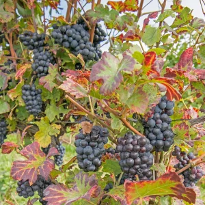 grapes ready for wine harvest