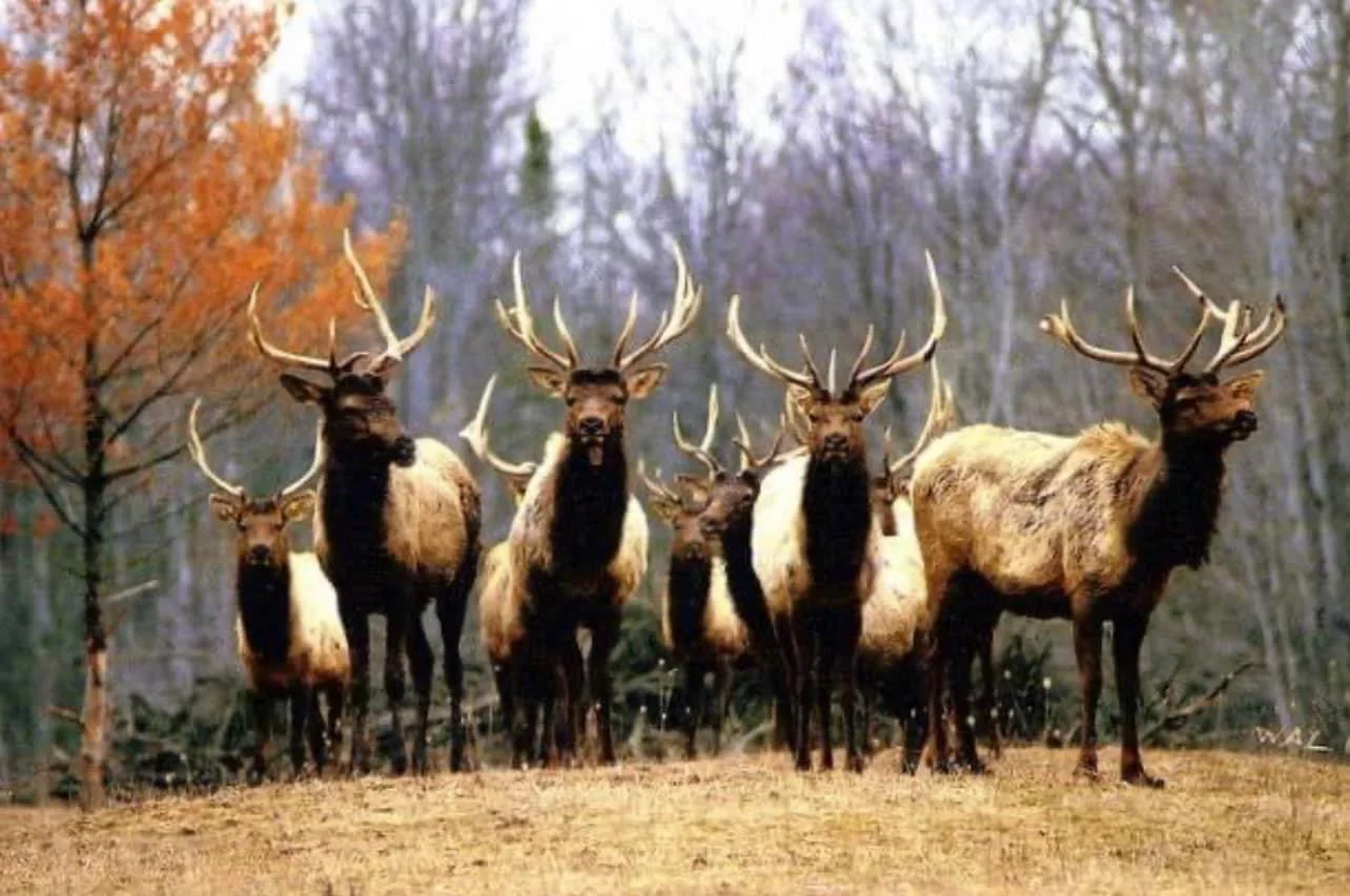 group of elk in field