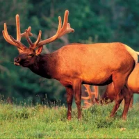Broadside Elk
