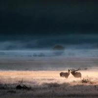 Bull elk courts a female in a beam of light at sunrise in a meadow