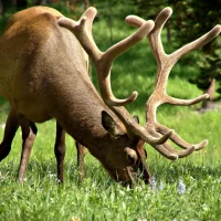 elk eating grass