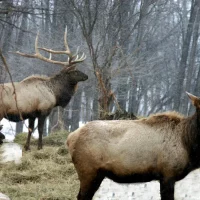 2 elks in the woods