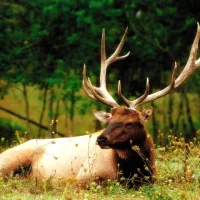 elk laying in field