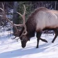 elk headdown winter