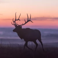 elk silhouette at dawn