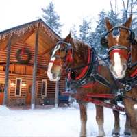 winter cabin horses